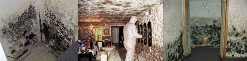 mold pictures